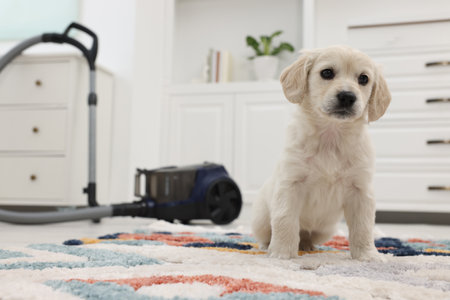 Cute little puppy on carpet at home. Space for textの写真素材