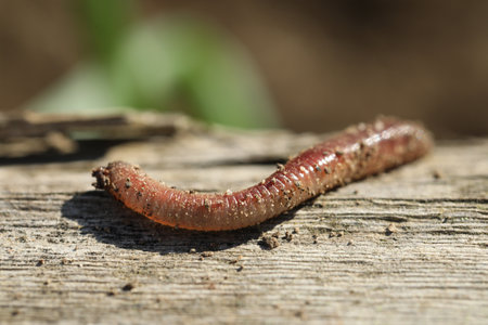 One worm on wooden surface against blurred background, closeup