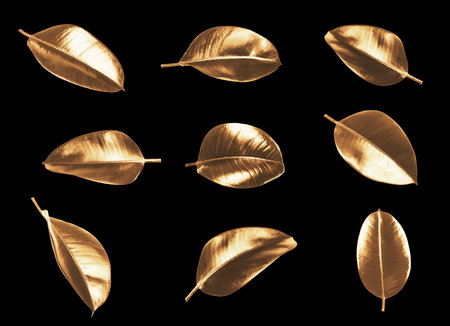 Collage with beautiful gold painted leaves of Ficus Elastica plant on black backgroundの写真素材