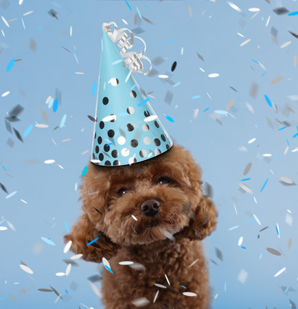Cute Maltipoo dog in party hat under falling confetti on light blue backgroundの写真素材