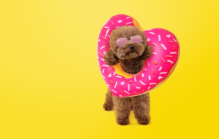 Cute Maltipoo dog with stylish sunglasses and heart-shaped swim ring on yellow background. Space for textの写真素材