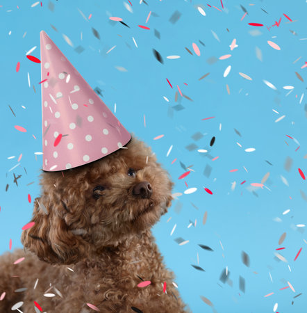 Cute Maltipoo dog in party hat under falling confetti on light blue background. Space for textの写真素材
