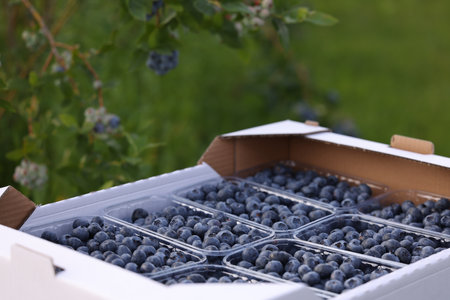 Box with containers of fresh blueberries outdoors. Seasonal berriesの写真素材
