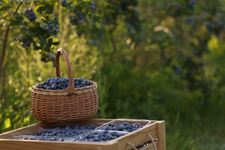 Tasty ripe blueberries on farm, space for text. Seasonal berriesの写真素材