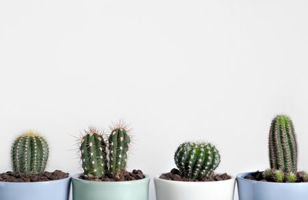 Many different beautiful cacti against white wall. Space for textの写真素材