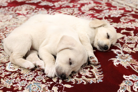 Cute little puppies sleeping on vintage carpetの写真素材