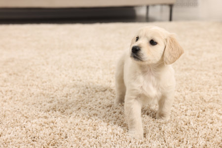 Cute little puppy on beige carpet indoors. Space for textの写真素材
