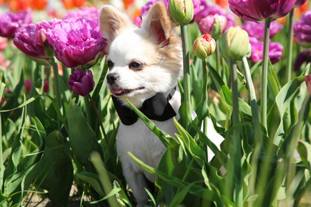 Cute Chihuahua dog among beautiful tulip flowers on sunny dayの写真素材