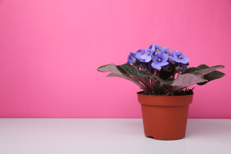 Beautiful potted violet flower on white table against pink background. Space for textの写真素材