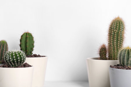 Different cacti in pots on white backgroundの写真素材