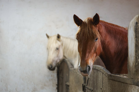 Adorable horses in stable, space for text. Lovely domesticated petの写真素材