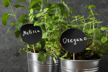 Aromatic potted melissa and oregano, closeup viewの写真素材