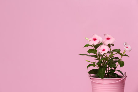 Catharanthus roseus in flower pot on pink background. Space for textの写真素材