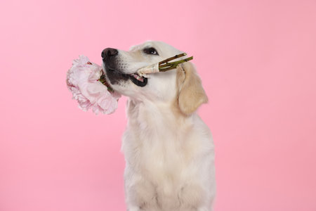 Cute Labrador Retriever with beautiful peony flowers on pink backgroundの写真素材