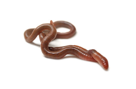 Two earthworms on white background. Terrestrial invertebratesの写真素材