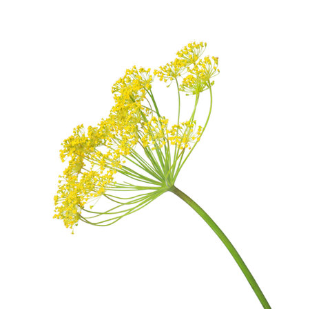 Fresh flowering dill inflorescence on white background