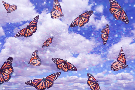 Many beautiful butterflies flying in blue skyの写真素材