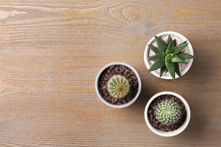 Different succulent plants in pots on wooden table, flat lay. Space for textの写真素材