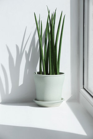 Beautiful potted sansevieria cylindrica plant on windowsill indoorsの写真素材