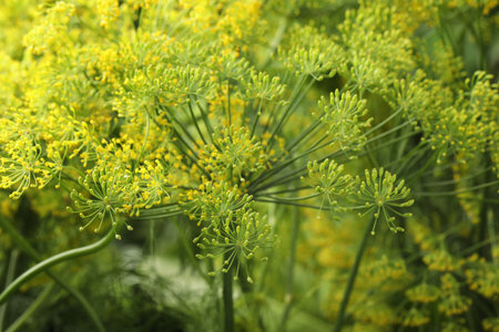 Fresh green dill flower on blurred background, closeup