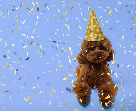 Cute Maltipoo dog in party hat under falling confetti on light blue background, space for textの写真素材