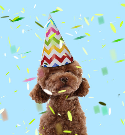 Cute Maltipoo dog in party hat under falling confetti on light blue backgroundの写真素材