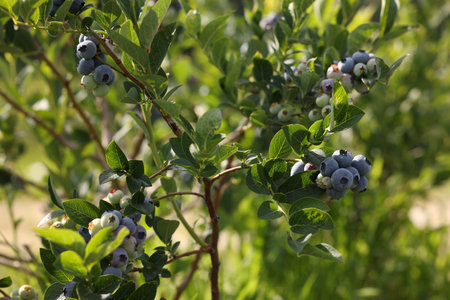 Bush of wild blueberry with berries growing outdoorsの写真素材
