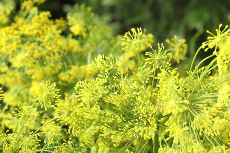 Fresh green dill flowers on blurred background, closeup