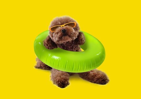 Cute Maltipoo dog with stylish sunglasses and swim ring lying on yellow backgroundの写真素材