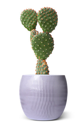 Beautiful green cactus in ceramic pot isolated on whiteの写真素材