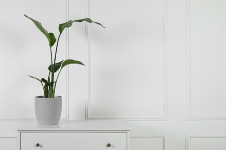 Potted strelitzia on chest of drawers near white wall, space for text. beautiful houseplantの写真素材