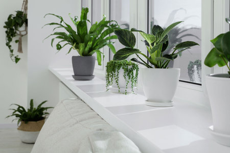 Many beautiful potted houseplants growing on windowsill indoors
