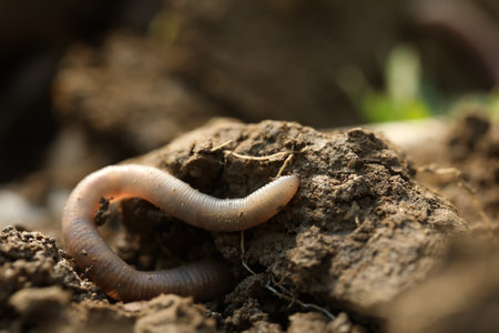 One worm crawling in wet soil on sunny day, closeupの写真素材