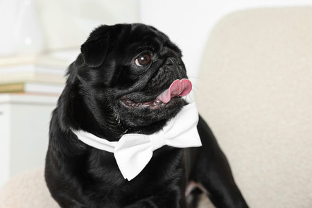 Cute Pug dog with white bow tie on neck in roomの写真素材
