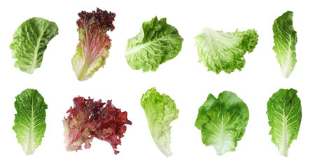 Different types of lettuce isolated on white, collage designの写真素材