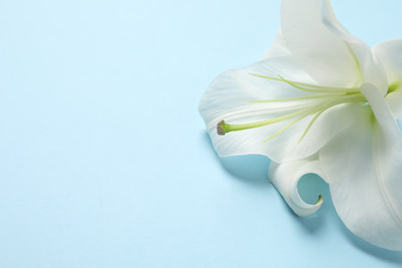 Beautiful white lily flower on light blue background, closeup. Space for textの写真素材