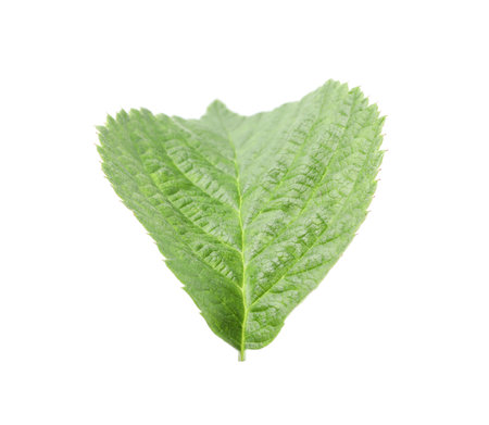 One green raspberry leaf isolated on white