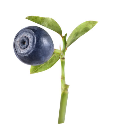 Twig with ripe bilberry isolated on whiteの写真素材