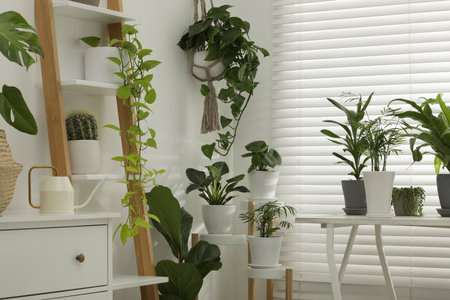 Beautiful plants in pots indoors. House decorの写真素材