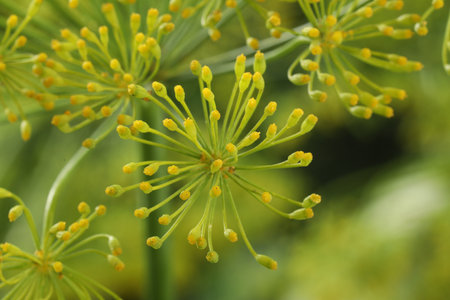 Fresh green dill flower on blurred background, closeupの写真素材