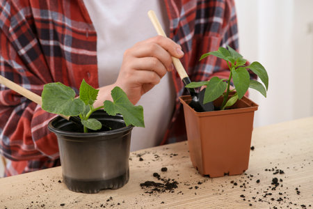 Woman planting seedlings into pot at wooden table, closeup