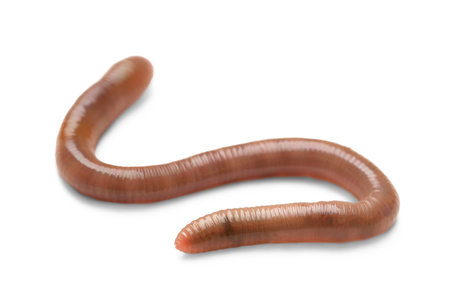 One earthworm isolated on white. Terrestrial invertebrates