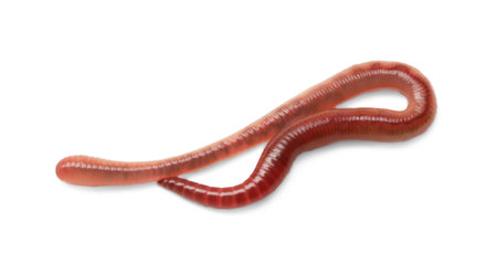 One earthworm isolated on white. Terrestrial invertebratesの写真素材