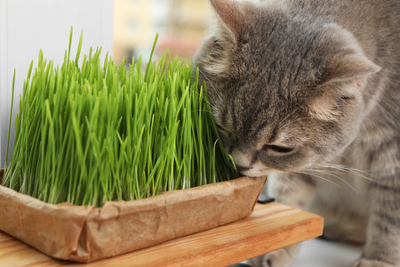 Cute cat near fresh green grass indoorsの写真素材