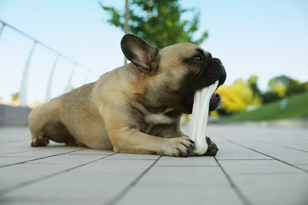 Cute French bulldog gnawing bone treat outdoors. Lovely petの写真素材