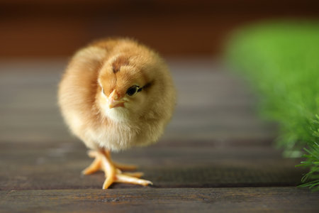 Cute chick on wooden surface, closeup with space for text. Baby animalの写真素材