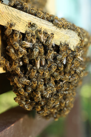 Closeup view of wooden hive with honey bees on sunny day