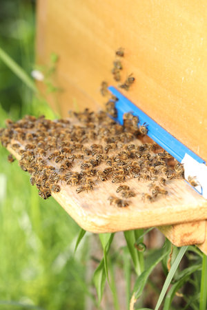 Closeup view of wooden hive with honey bees on sunny day