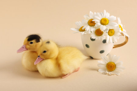 Baby animals. Cute fluffy ducklings near flowers on beige backgroundの写真素材