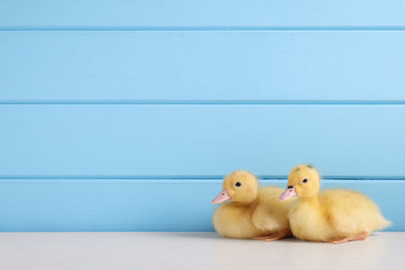 Baby animals. Cute fluffy ducklings on white wooden table near light blue wall, space for textの写真素材